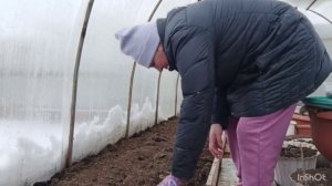 СЕЮ РЕДИСКУ В ТЕПЛИЦЕ