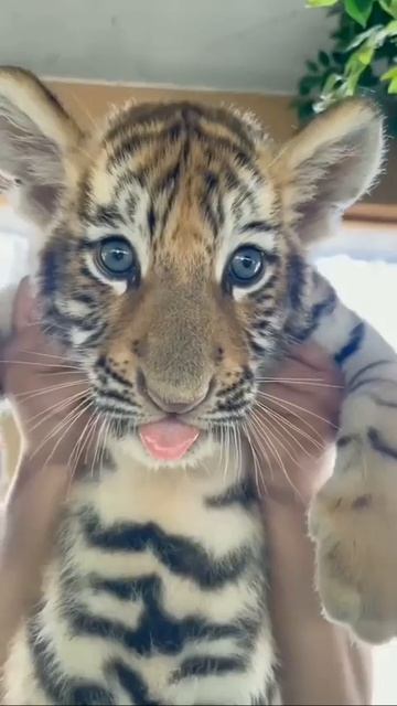 Клип @meowtaverse