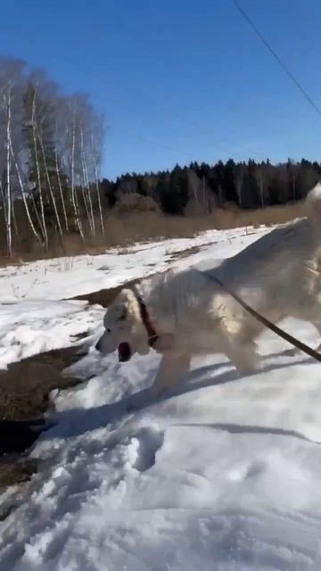 Статная пара САО Кай 🍀 и Герда 🌸 ищут 🏠❗Пост в описании 🎥 #сао #алабай #собака #любовь #охрана