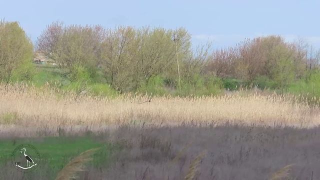 Хищные птицы - луни болотные. Свадебные полёты