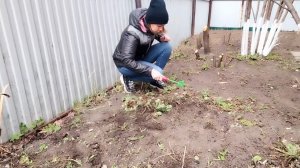 Огородные дела//Тестирую пололку 😜