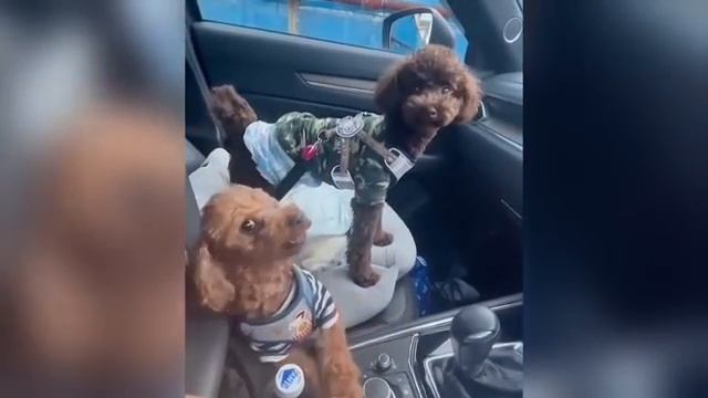 Смешные видео с домашними животными 🤣 прикольно и смешно🐕🐤🐈⬛