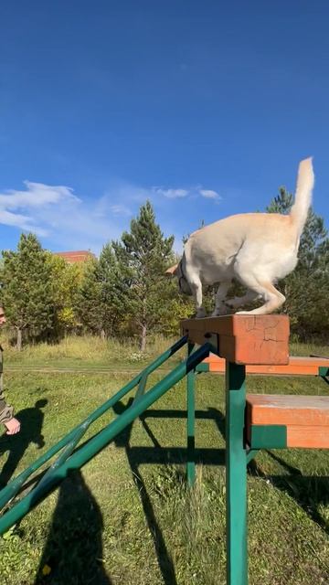 Любимая собака
