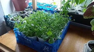 рассада мёрзнет, но я её не заношу в квартиру