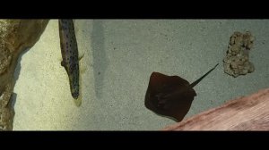 Океанариум