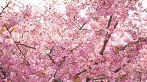 как вам дерево красиво пасматри 👍👍👍👍👍👍