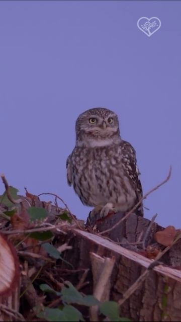 Самец поет самке 