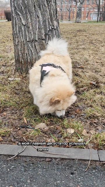 Оладьи на снежке🥞