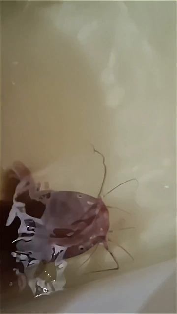 Клип @zatropheem