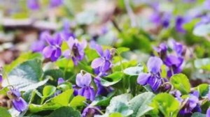 Мой новый фильм " Уличные весенние цветы 🥀 "