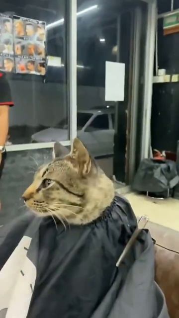 VID_20260424_153815_173.mp4