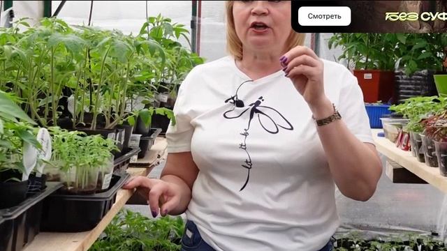 Подкормка рассады ТОМАТОВ!