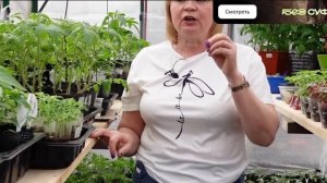 Подкормка рассады ТОМАТОВ!