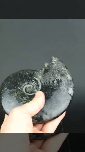 Черный аммонит 1287