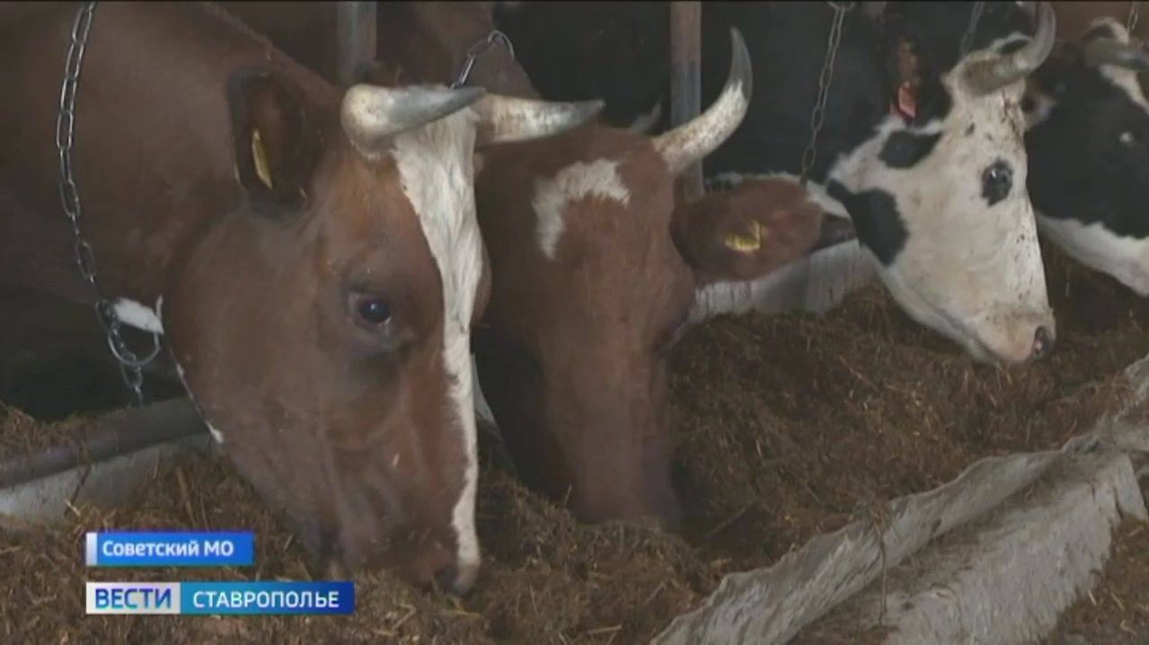 Трудовые заслуги ставропольской доярки оценили высшей наградой страны