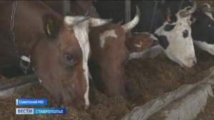 Трудовые заслуги ставропольской доярки оценили высшей наградой страны