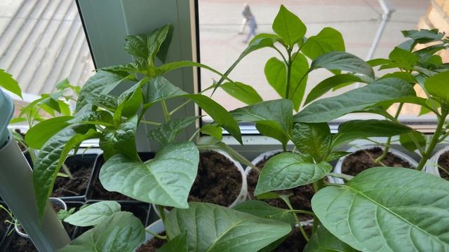 Рыжий кот. Рыжий снова погрыз рассаду перца.