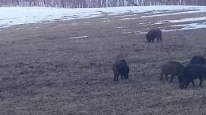 кабаны весной ищут корм