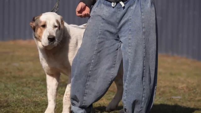 Весёлая красавица САО Юлька 🌸 ищет 🏠❗Пост в описании 🎥 #сао #собака #алабай #любовь #счастье