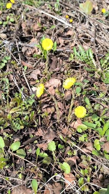 Мать-и-мачеха