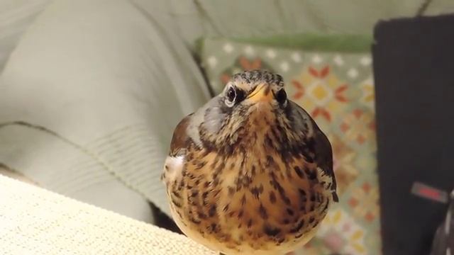 Обучение рябинника пению