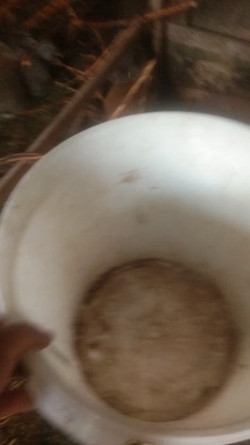 Пересадка крольчат 2