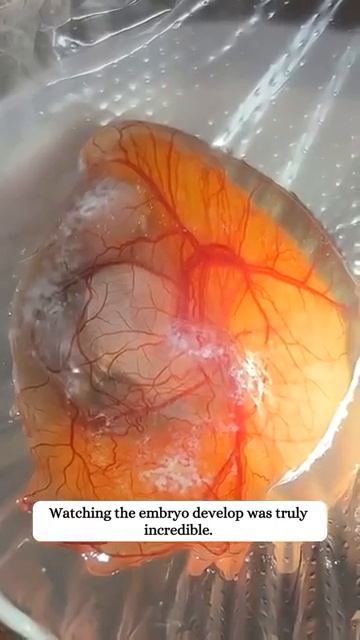 Я защитил яйца своей черепахи... но одно все равно треснуло