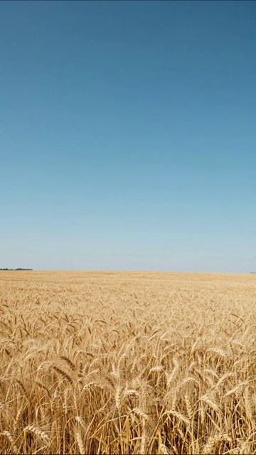 Золотые поля: красота природы #пейзаж #земледелие #природа