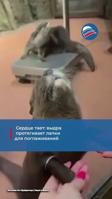 Сердце тает: выдра протягивает лапки для поглаживаний