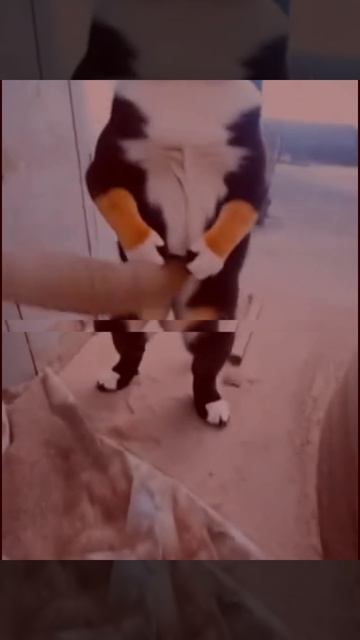 Куки Эдит #куки#эдит