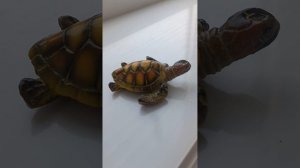 воспоминания о моей черепахе