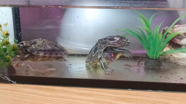 красноухие черепашки кушают червей.