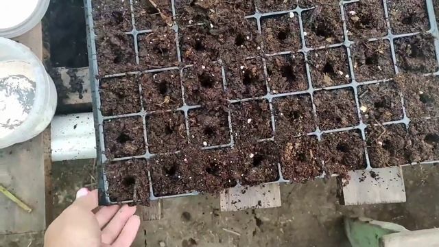 Зелёное черенкование голубики. Новый опыт.