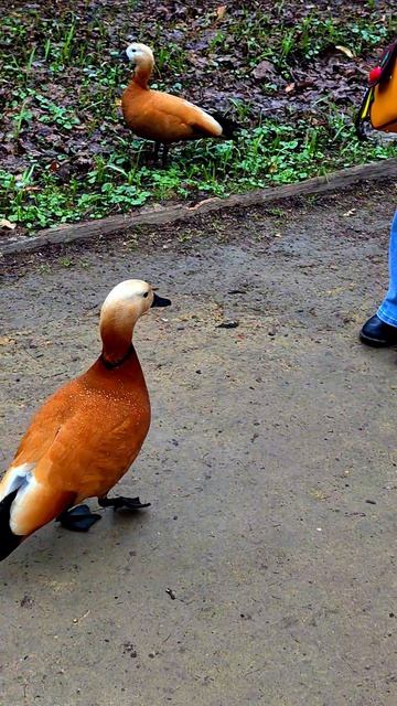 РЕЛАКС-ПРОГУЛКА С КРАСНЫМИ УТКАМИ (ОГАРЯМИ) В МОСКВЕ