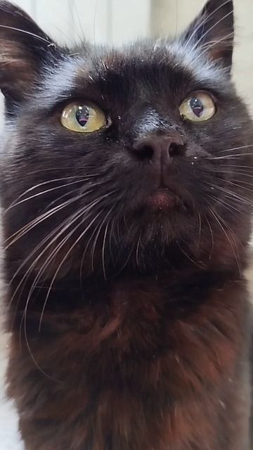 #село #кот #черныш #животные #голос #мысли #мысливслух #cat