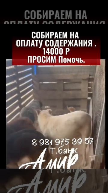 Весна, АМИР, ПУМА, АЙЛИН
📍 Казахстан

Дорогие друзья
🆘Мы продолжаем нашу борьбу за жизни спасенных