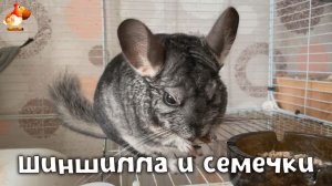 Шиншилла ест семечки