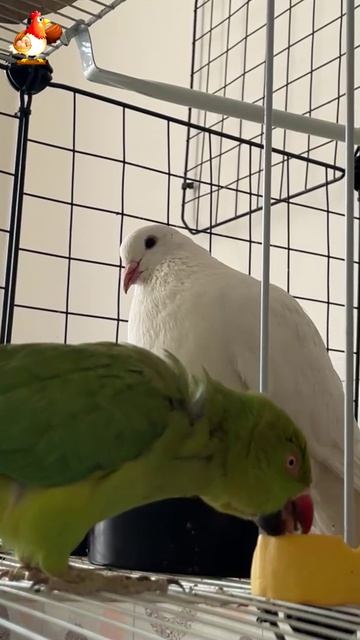 Зеленый попугай и белый голубь (21)