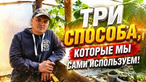 3 способа выращивать огурцы, которые реально работают (наши наработки)