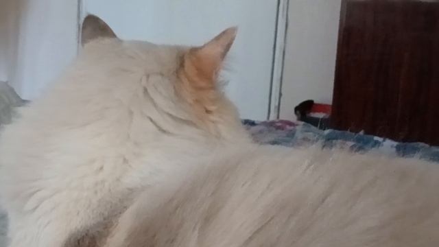 Красивая, ласковая, балинезийская кошечка Стеша мурлыкает