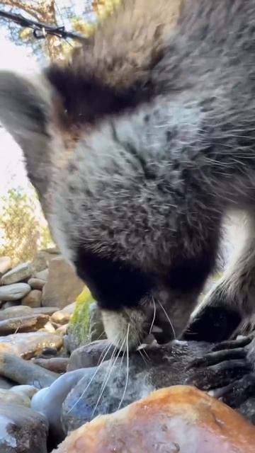 Питомник с животными.