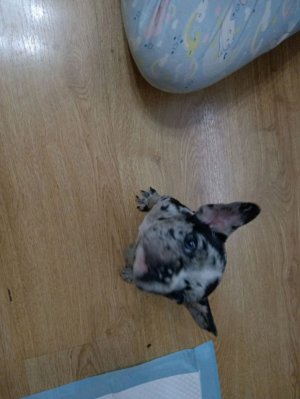 поделки из пластилина