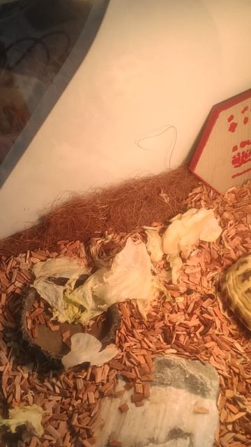 моя черепаха