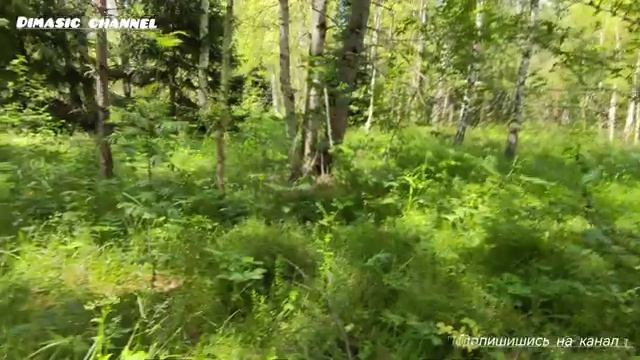 Нашёл пруд в лесу