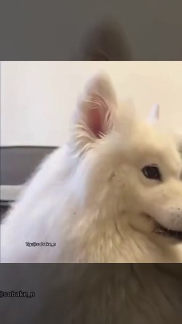 VID_20260424_154315_149.mp4