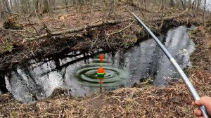ПОВЕРИТЬ НЕ МОГУ, ЛЕСНОЙ РУЧЕЙ ЗАБИТ РЫБОЙ! Рыбалка на удочку с поплавком.