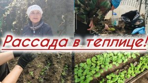 Рассада помидор и огурцы на даче!