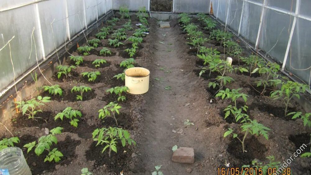 ПОСАДКА ПОМИДОР В ТЕПЛИЦУ 22 АПРЕЛЯ 2026 Г.