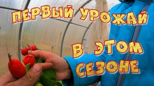 ПЕРВЫЙ УРОЖАЙ В ЭТОМ СЕЗОНЕ