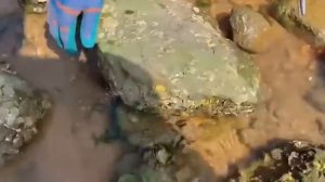 Small chapter catch sea blood clam picked up soft hand [get.gt]